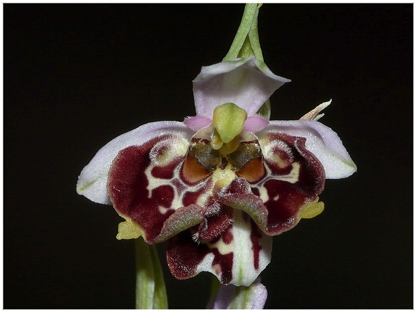 Lusus di Ophrys fuciflora